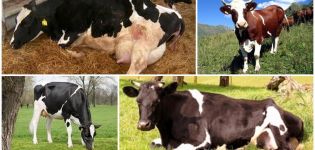 Causas y síntomas de la cetosis en vacas, regímenes de tratamiento para ganado en casa.