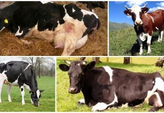 Lehmien ketoosin syyt ja oireet, kotieläinten hoito-ohjelmat