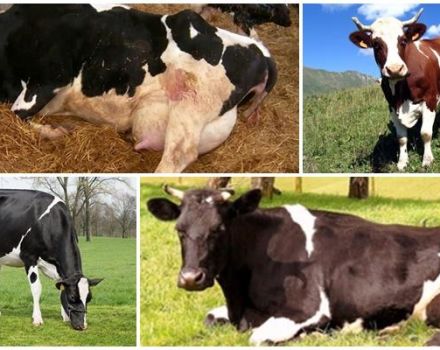 Causes i símptomes de la cetosi en vaques, règims de tractament del bestiar a casa