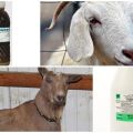 Cómo tratar las cabras con timpanol e instrucciones de uso, dosis y análogos.
