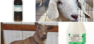 Sådan behandles geder med Tympanol og instruktioner til brug, dosering og analoger