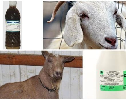 How to treat goats with Tympanol and instructions for use, dosage and analogues