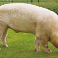 Descripción y características de la raza de cerdo de Yorkshire, reglas de cría y cuidado.