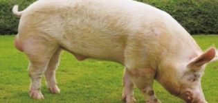 Jorkšyro kiaulių veislės aprašymas ir ypatybės, veisimo ir priežiūros taisyklės