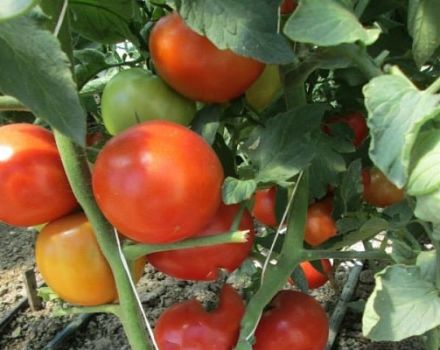 Description of the tomato variety Gravity, features of cultivation and care