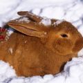 ข้อดีข้อเสียของการเลี้ยงกระต่ายในฤดูหนาวและกฎที่บ้าน