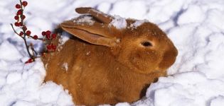 Vor- und Nachteile der Haltung von Kaninchen im Winter und Regeln zu Hause