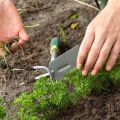 Peterselie kweken en verzorgen in het open veld, hoe en hoeveel het groeit