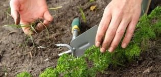Peterselie kweken en verzorgen in het open veld, hoe en hoeveel het groeit