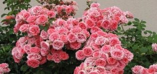 Descripción y reglas para el cultivo de variedades de rosas floribunda Kimono.