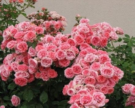 Descriere și reguli pentru cultivarea soiurilor de trandafiri floribunda Kimono