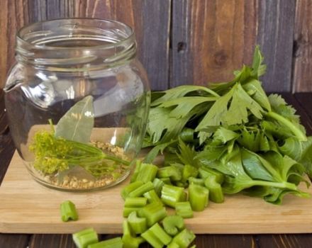 TOP 10 delicious recipes for preparing celery for the winter at home