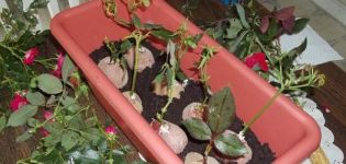 Hogyan termeszthető egy rózsa burgonyában, a termesztési és szaporítási módszerek
