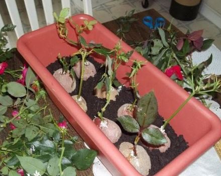 Hogyan termeszthető egy rózsa burgonyában, a termesztési és szaporítási módszerek