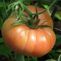 Karakteristike i opis sorte rajčice Ružičasti obrazi