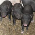 Nuôi dưỡng lợn con Việt Nam tại nhà
