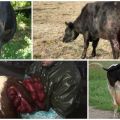 Causes and symptoms of uterine prolapse in a cow, treatment and prevention
