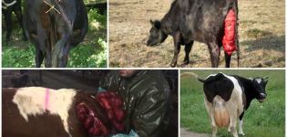 Causas y síntomas del prolapso uterino en una vaca, tratamiento y prevención.