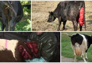 Causes and symptoms of uterine prolapse in a cow, treatment and prevention