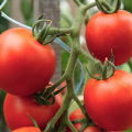 Eigenschaften und Beschreibung der Tomatensorte Sommerresident, deren Ertrag