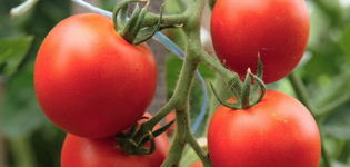 Eigenschaften und Beschreibung der Tomatensorte Sommerresident, deren Ertrag