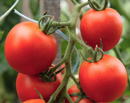 Tomaattilajikkeen ominaisuudet ja kuvaus Kesäasukas, sen sato