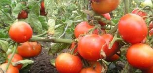 Beschrijving van de tomatenvariëteit Russian Happiness, kenmerken van teelt en verzorging