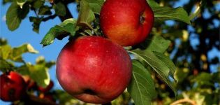 Description and characteristics of the apple variety Aport, planting and care features