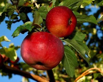 Beschrijving en kenmerken van de Aport-appelboom, plant- en verzorgingskenmerken