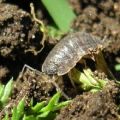 The best methods of dealing with how to permanently get rid of woodlice in the area