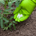 What fertilizers and when to use for feeding tomatoes in a greenhouse
