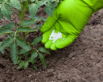 Mitä lannoitteita ja milloin käytetään tomaattien ruokintaan kasvihuoneessa