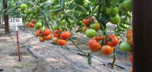 Beskrivning av Jadviga-tomatsorten, dess egenskaper och odling