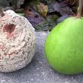 ¿Por qué las frutas de pera se pudren en un árbol y qué hacer, medidas para combatir la enfermedad?