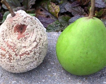 Зашто плодови крушке труле на дрвету и шта треба учинити, мере за борбу против болести
