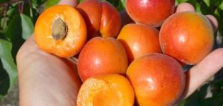 Les meilleures variétés d'abricot pour la région de Moscou et leur description, quels arbres planter