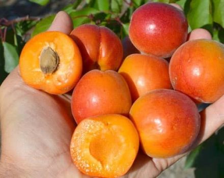 De bästa aprikosvarianterna för Moskva-regionen och deras beskrivning, vilka träd att plantera