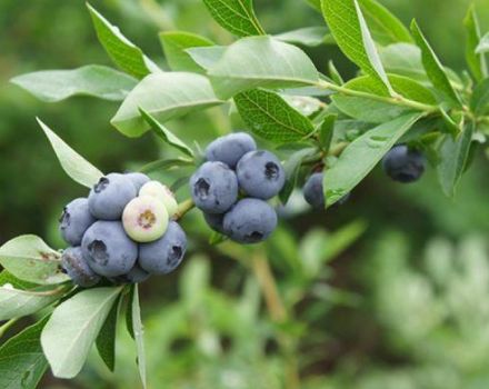 Description and characteristics of the blueberry variety Spartan, planting and care rules