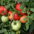 Wie man Tomaten ohne Gießen pflanzt und anbaut