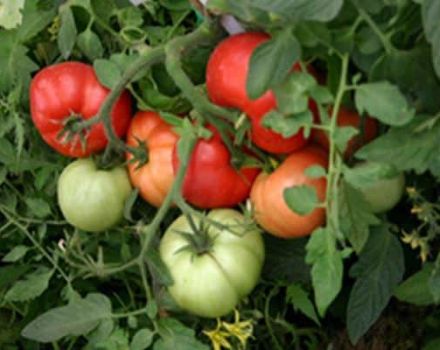 Sådan plantes og dyrkes tomater uden vanding