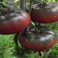Tomaattilajikkeen Black Baron kuvaus ja ominaisuudet