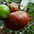 Descrizione della varietà di pomodoro Lilac Lake, caratteristiche di coltivazione e recensioni di giardinieri
