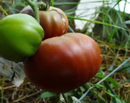 Περιγραφή της ποικιλίας ντομάτας Lilac Lake, χαρακτηριστικά καλλιέργειας και κριτικές των κηπουρών