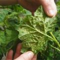 Sådan håndteres bladlus på hindbær under frugtning, hvordan man behandler