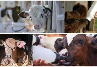 Duración del período de leche para la cría de terneros y dieta