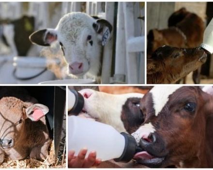 Duración del período de leche para la cría de terneros y dieta