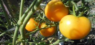 Περιγραφή της ποικιλίας της ντομάτας Zero, των χαρακτηριστικών και της παραγωγικότητάς της