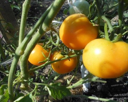 Opis odrody paradajok Zero, jej vlastnosti a produktivita
