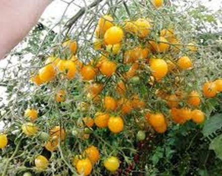 Caractéristiques et description de la variété de tomate Ildi