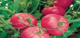 Kuvaus neuvostoliiton tomaattilajikkeesta ja sen ominaisuuksista